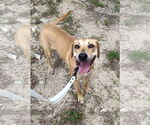 Small #2 Labrador Retriever Mix