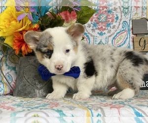 Pembroke Welsh Corgi Puppy for sale in LANCASTER, PA, USA