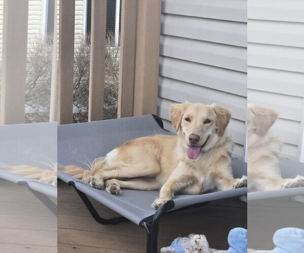 Medium Photo #2 Golden Labrador Puppy For Sale in Minneapolis, MN, USA