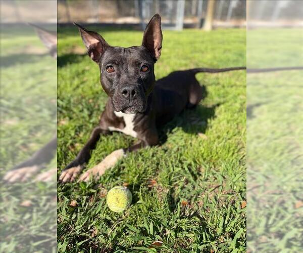 Medium Photo #1 Mutt Puppy For Sale in Conroe, TX, USA