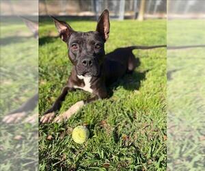 Mutt Dogs for adoption in Conroe, TX, USA