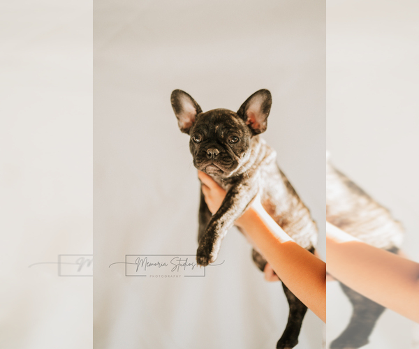 Medium Photo #7 French Bulldog Puppy For Sale in FAIRFIELD, CA, USA