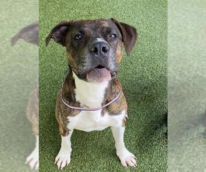 Mutt Dogs for adoption in Fayetteville, NC, USA