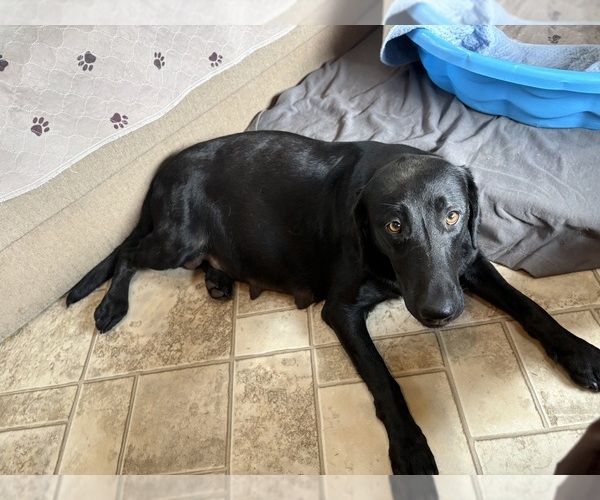 Medium Photo #1 Labrador Retriever Puppy For Sale in LEASBURG, MO, USA