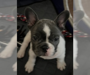 French Bulldog Puppy for sale in PONCHATOULA, LA, USA
