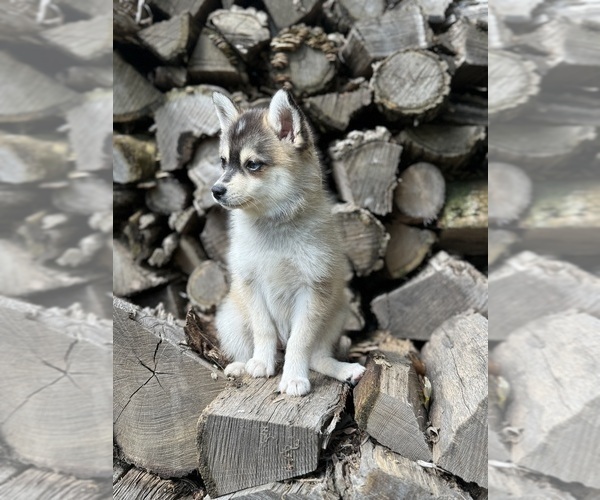 Medium Photo #4 Alaskan Klee Kai-Pomsky Mix Puppy For Sale in STAPLES, MN, USA
