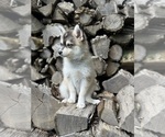 Small #3 Alaskan Klee Kai-Pomsky Mix