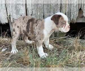 Olde English Bulldogge Puppy for sale in MCMINNVILLE, OR, USA