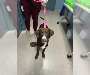 Pointer-Unknown Mix Dogs for adoption in Newton, NC, USA