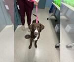 Small Pointer Mix