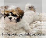 Small Photo #8 Shih Tzu Puppy For Sale in JACKSONVILLE, FL, USA