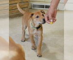 Small #2 Mutt