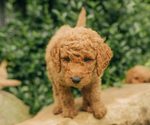 Small Photo #10 Goldendoodle Puppy For Sale in PECK, KS, USA