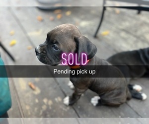 Boxer Puppy for sale in COLUMBUS, KS, USA