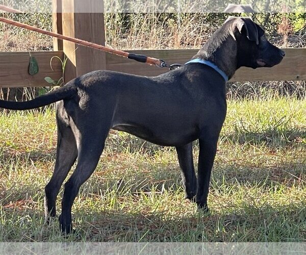 Medium Photo #3 Labrador Retriever-Unknown Mix Puppy For Sale in Tarrytown, GA, USA