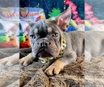 Small #2 French Bulldog