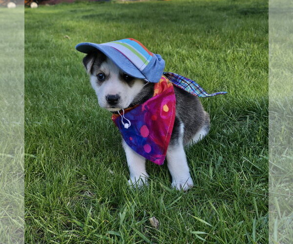 Medium Photo #21 Siberian Husky-Unknown Mix Puppy For Sale in Fargo, ND, USA