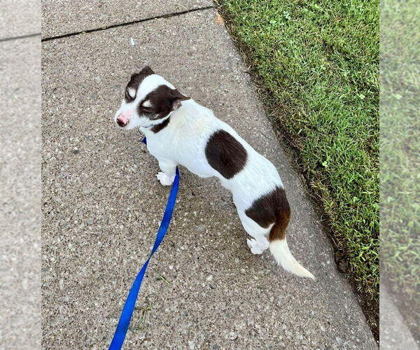 Medium Photo #4 Rat-Cha Puppy For Sale in Cromwell, KY, USA