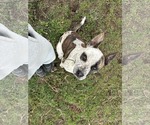 Small #1 American Pit Bull Terrier Mix