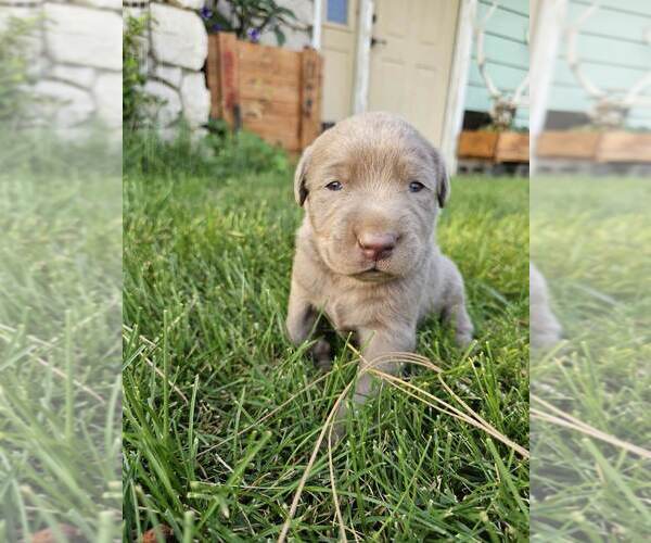 Medium Photo #1 Labrador Retriever Puppy For Sale in ROYAL CITY, WA, USA