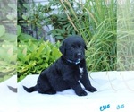 Puppy 9 Golden Retriever-Keeshond Mix