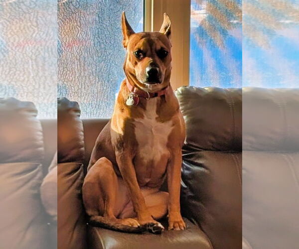 Medium Photo #1 American Staffordshire Terrier-Unknown Mix Puppy For Sale in Minneapolis, MN, USA