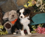 Small #4 Australian Shepherd