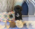 Small Photo #6 Portuguese Water Dog Puppy For Sale in FRANKLIN, TN, USA
