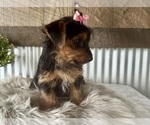 Small #6 Yorkshire Terrier