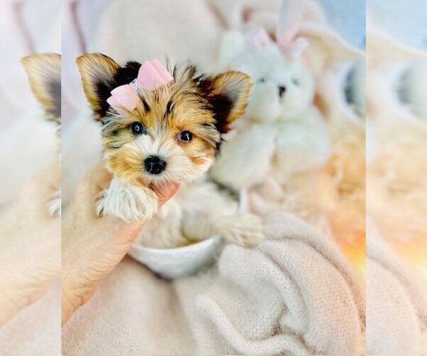 Medium Photo #8 Pomeranian Puppy For Sale in BOCA RATON, FL, USA