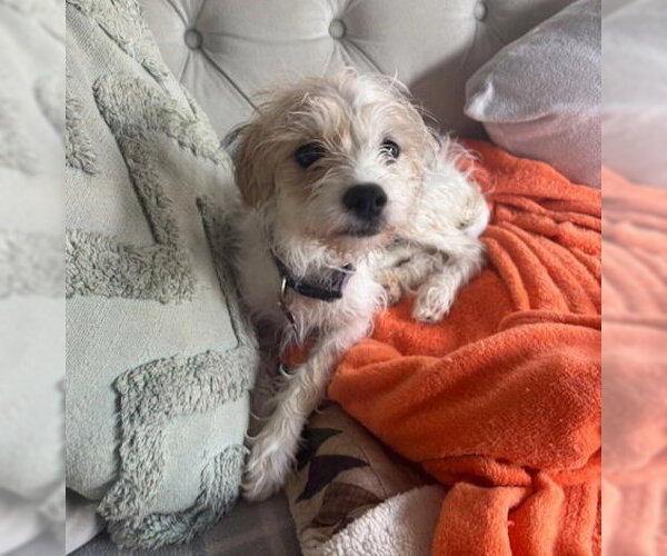 Medium Photo #4 Jack Russell Terrier-Unknown Mix Puppy For Sale in Lakewood, CO, USA