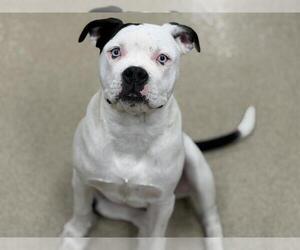 American Bulldog-Unknown Mix Dogs for adoption in Grand Prairie, TX, USA