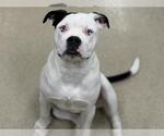Small American Bulldog Mix