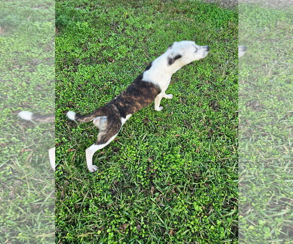 Medium Photo #6 Mutt Puppy For Sale in Wakefield, RI, USA