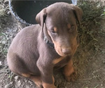 Small Photo #2 Doberman Pinscher Puppy For Sale in NASHVILLE, TN, USA