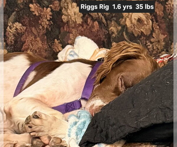 Medium Photo #4 Brittany Puppy For Sale in Curwensville, PA, USA