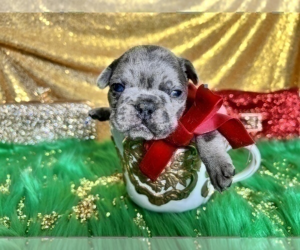 Medium Photo #38 French Bulldog Puppy For Sale in HAYWARD, CA, USA