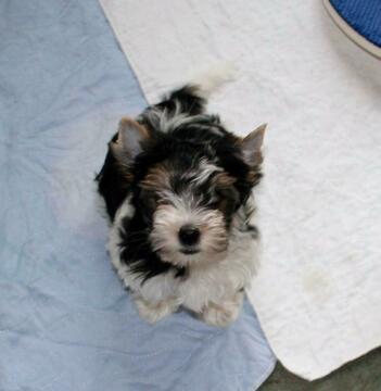 Medium Photo #2 Biewer Terrier Puppy For Sale in GREENSBURG, IN, USA