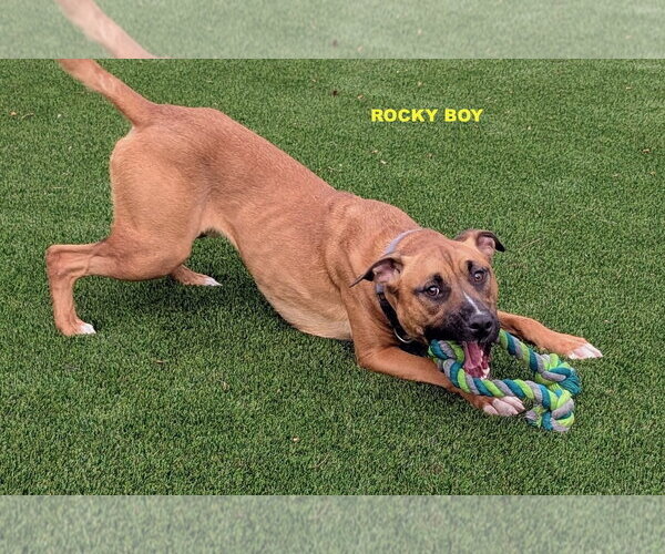 Medium Photo #7 Bull Terrier-Unknown Mix Puppy For Sale in Woodland Hills, CA, USA