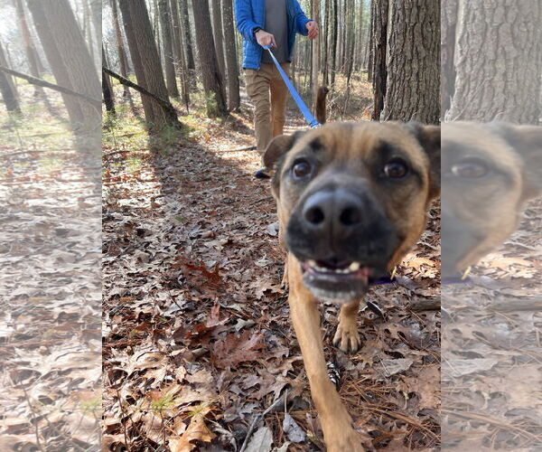Medium Photo #5 Black Mouth Cur-Labrador Retriever Mix Puppy For Sale in Decatur, GA, USA