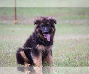 German Shepherd Dog Puppy for sale in MORRILTON, AR, USA