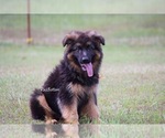 Small German Shepherd Dog