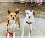 Kirby and Wayne - Male Mutt Dog for Adoption - Small photo