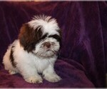 Small Photo #12 Shih Tzu Puppy For Sale in BLOOMINGTON, IN, USA