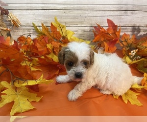 Cavapoo Puppy for sale in FULTON, KS, USA