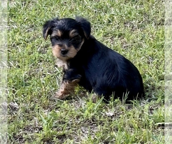 Medium Photo #1 Yorkshire Terrier Puppy For Sale in BROOKHAVEN, MS, USA