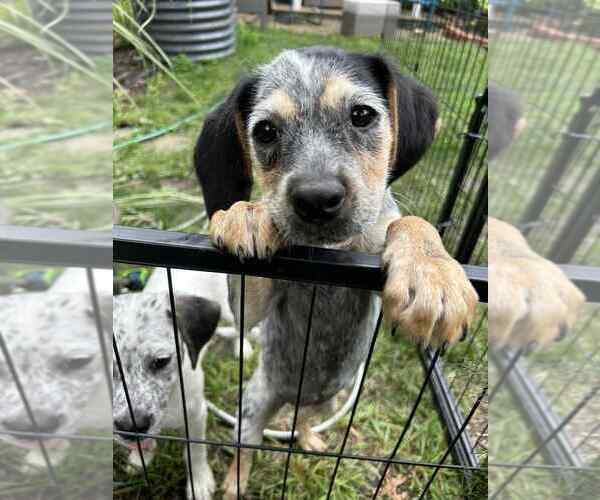 Medium Photo #3 Mutt Puppy For Sale in Springdale, PA, USA