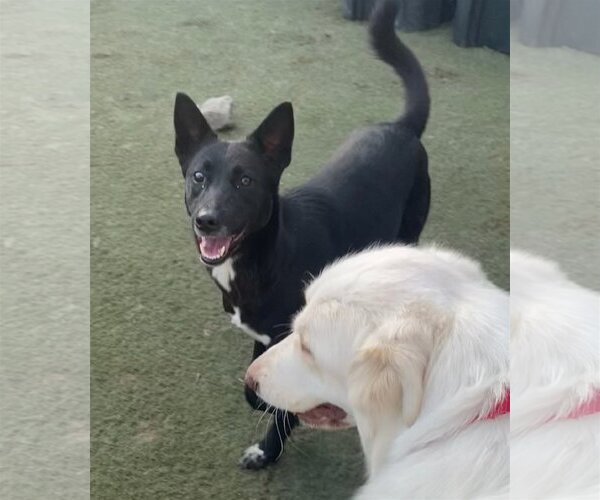 Medium Photo #3 Australian Kelpie-Labrador Retriever Mix Puppy For Sale in Newport Beach, CA, USA