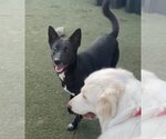 Small Photo #3 Labrador Retriever-Unknown Mix Puppy For Sale in Newport Beach, CA, USA