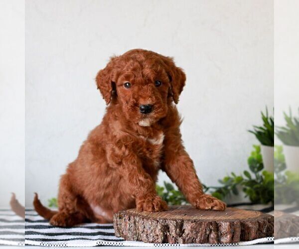 Medium Photo #4 Goldendoodle (Miniature) Puppy For Sale in LITITZ, PA, USA